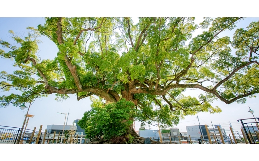 【冷蔵・小分け】遠州ふくでの厳選しらす　260g×2袋セット (520g)【1786594】