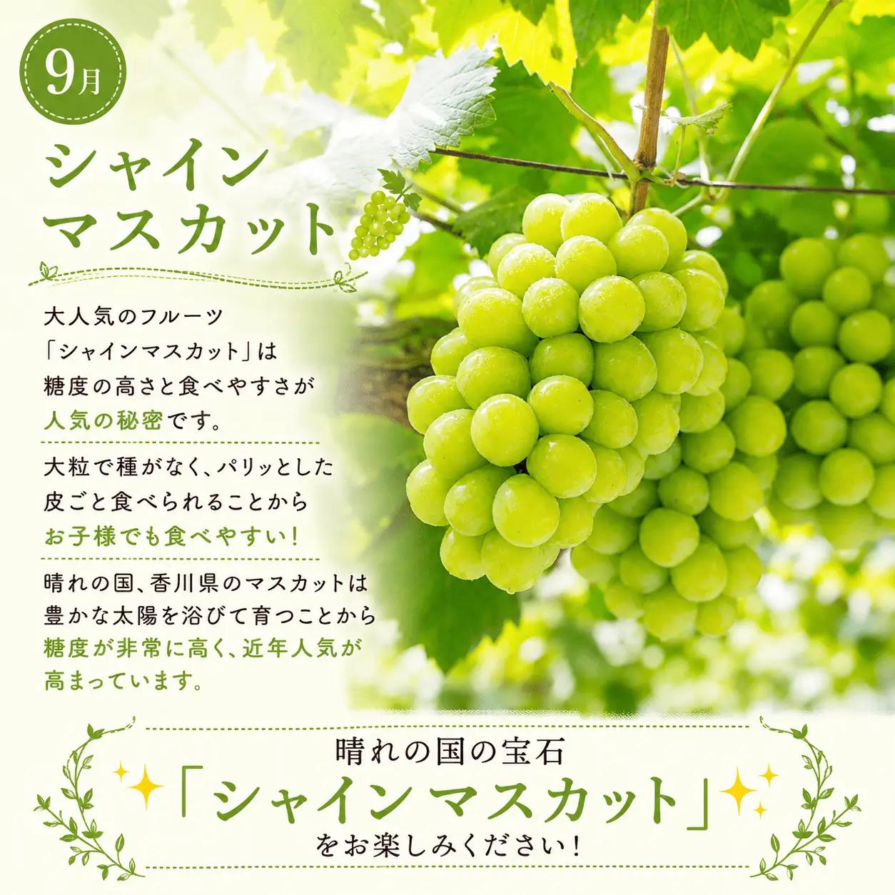 【定期便3回】 シャインマスカット ゴールドキウイ みかん みかん
