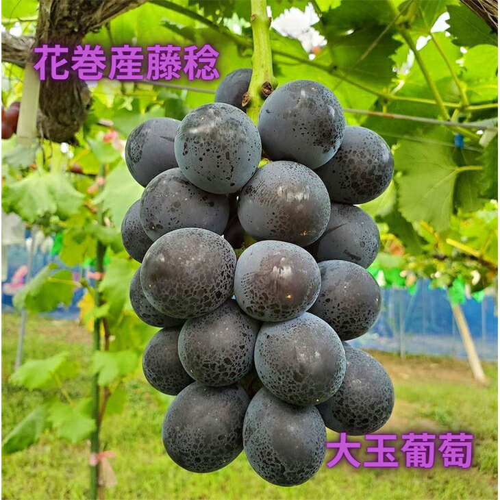 【ふるさと納税】高糖度藤稔葡萄1房お届け！ ぶどう
