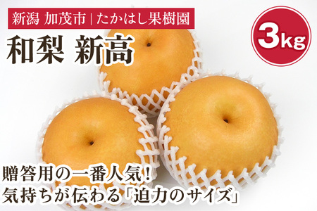 【2026年先行予約】たかはし果樹園 謹製 新潟県産和梨 新高 約3kg 《9月下旬～順次配送》にいたか たかはし果樹園新高梨