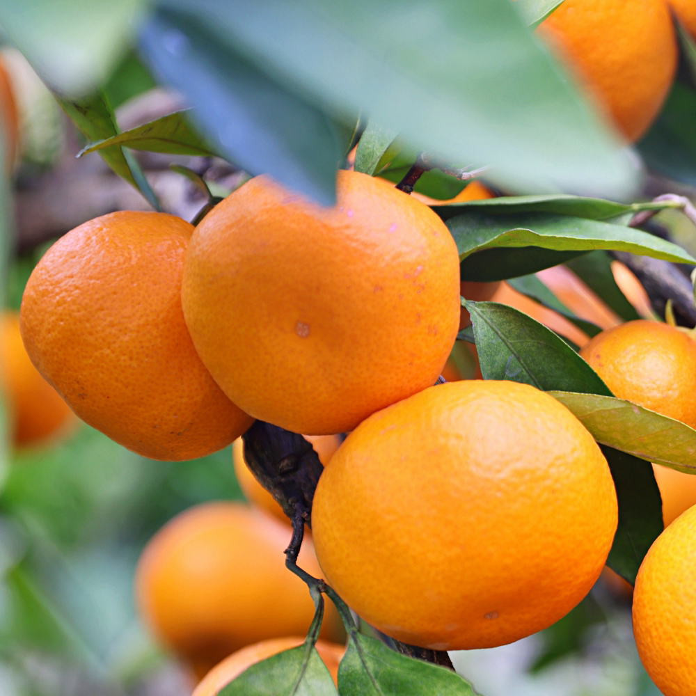 有田の旬の食べごろみかん約10kg（サイズ混合）（秀・優品混合）★2026年11月下旬頃より順次発送 ［TM227］XH92278_イメージ3