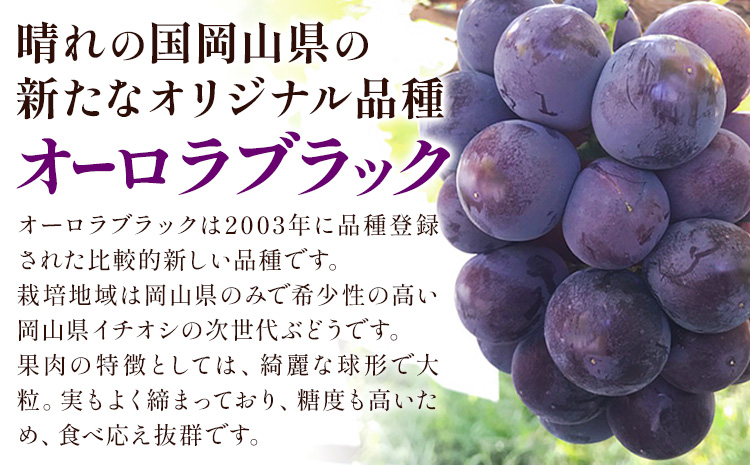 【先行予約】ニューピオーネ 1房 オーロラブラック 1房 500g 前後 たけまさぶどう園 《8月中旬-9月中旬頃出荷》岡山県 浅口市 フルーツ デザート おやつ ぶどう 果物 国産 岡山県産 くだも