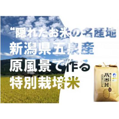ふるさと納税 五泉市 【毎月定期便】特別栽培米コシヒカリ「南郷米」玄米5kg(5kg×1袋)全12回