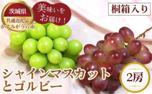 No.319 【先行予約】シャインマスカットとゴルビー　桐箱入り2房【茨城県共通返礼品 かすみがうら市】 ／ 旬 新鮮 葡萄 ブドウ 果物 フルーツ 茨城県 特産品