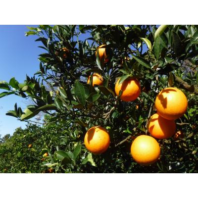 ふるさと納税 新宮町 九州・福岡フルーツ王国.農家直送.ネーブル約3kg/2026年12月〜2027年1月配送.AB544 |  | 02