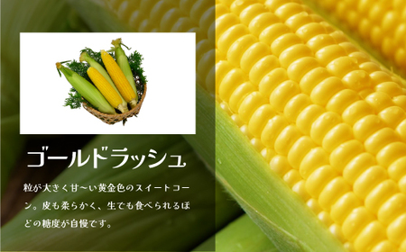 とうもろこし10本｜とうもろこしとうもろこしとうもろこし