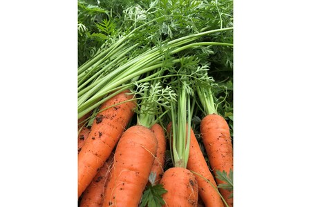 朝採り新鮮！有機野菜セット詰合せ（7～9種類）6回コース【定期便】【1909】