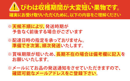 先行予約 びわ 1kg＜パッパラパー農園＞ [CFI002] びわ びわ びわ ビワ ビワ びわ