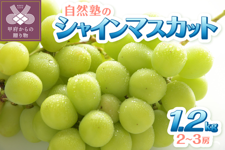 【2025年配送分】甲府市産自然塾のシャインマスカット1.2kg(2房～3房)