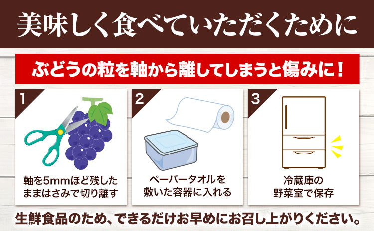 【先行予約】 岡山県産 選べる つる付きニューピオーネ 3房 540g以上 ハウス栽培 有限会社ホーティカルチャー神島《7月中旬-8月下旬頃出荷》 岡山県 笠岡市 葡萄 果物 厳選出荷 フルーツ 種な