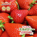 【ふるさと納税】[12月上旬より順次発送] プレミアム『スカイベリー』大粒のみ厳選9粒～15粒詰 約420g｜日光ストロベリーパーク いちご イチゴ 苺 フルーツ 先行予約 [0210]