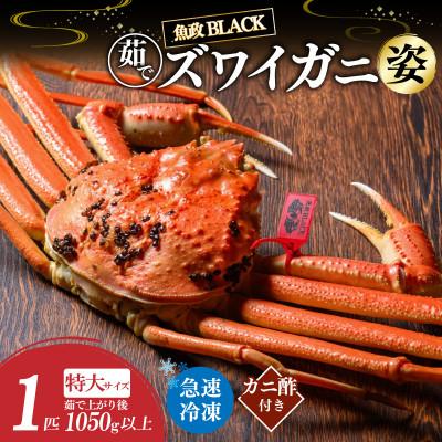 ふるさと納税 京丹後市 【急速冷凍　松葉ガ二】魚政BLACK 茹でズワイガニ特大サイズ 1杯【姿のまま】カニ酢付き