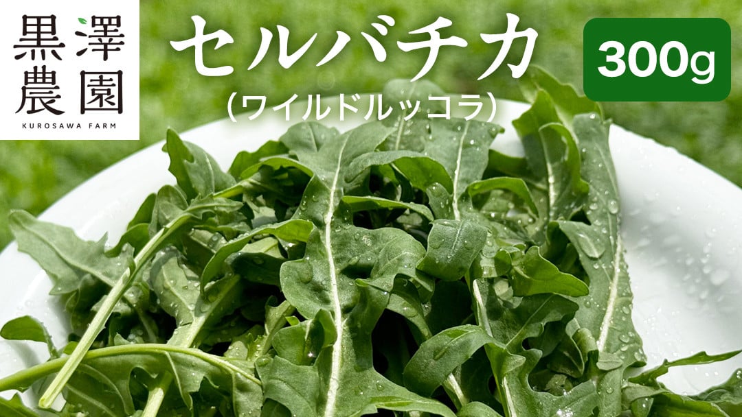 
            つくばみらい市 で栽培した セルバチカ ( ワイルドルッコラ ) 300g サラダ さらだ ルッコラ ハーブ 新鮮 国産 辛い セルバチコ ベビーリーフ イタリア野菜 イタリア料理  イタリアン パスタ 高級 トッピング 大容量 たっぷり
          