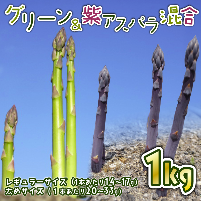 先行予約 紫入りアスパラ レギュラーと太め混合 １㎏ 朝採れ 新鮮 令和7年産 アスパラ アスパラガス 甘い 太い 柔らかい 特産品 野菜 春野菜 星野農園 新潟 新潟県 新発田産 新発田市 hoshino002