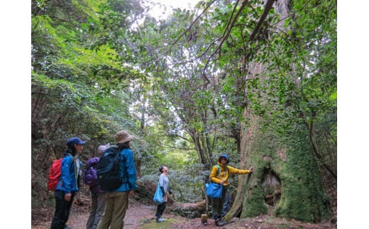 体験チケット 【世界遺産 春日山原始林ガイドウォーク】 ペア 2名1組 ガイド券 ギフトチケット 滝坂の道・南部遊歩道コース（所要時間４時間） 奈良県 奈良市 F-88