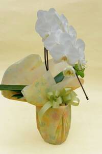 胡蝶蘭 1本 立ち 色 おまかせ ( 濃ピンク 黄色 白 ) 藤沢洋蘭 鉢植え 鉢花 ラン 観葉植物 花 hana 10000円 蕾 蘭 洋ラン 洋蘭 生花 お花 お祝い お供え コチョウラン こちょ