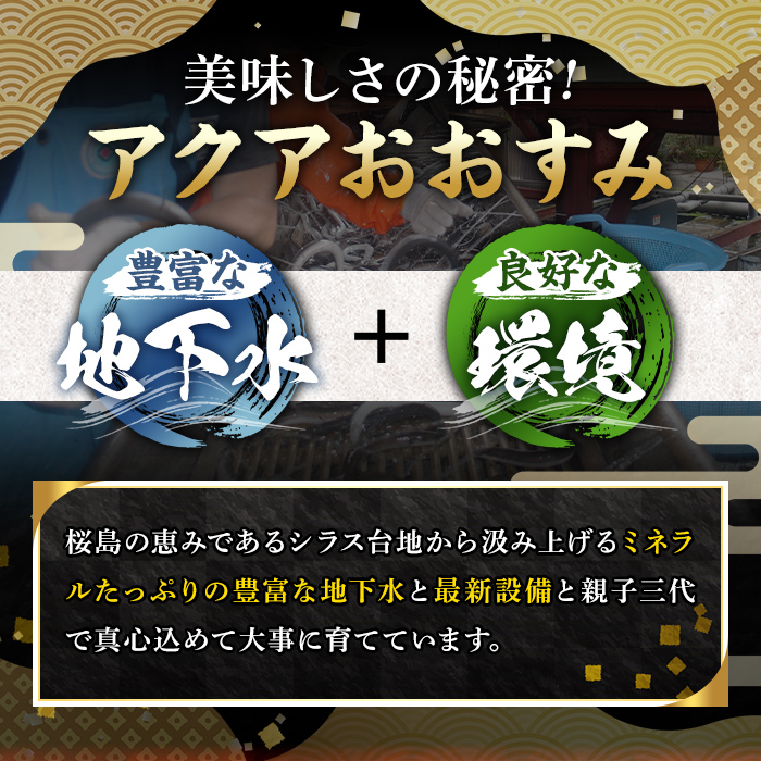 【0124314a-2410】＜10月上旬発送予定＞東串良町のうなぎ蒲焼(無頭)(2尾・計約300g・タレ、山椒付)うなぎ 高級 ウナギ 鰻 国産 蒲焼 蒲焼き たれ 鹿児島 ふるさと 人気【アクアお