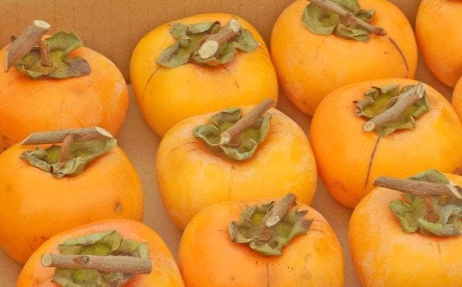 
                  吊るし柿用たね無渋柿 T軸又はクリップ付紐付 約1.5～2kg　約6～12個【2026年10月中旬～11月上旬ごろ順次発送】 /柿 フルーツ たねなし 渋柿 吊るし渋柿 干し柿 あんぽ柿 お試し 【art017B】
                