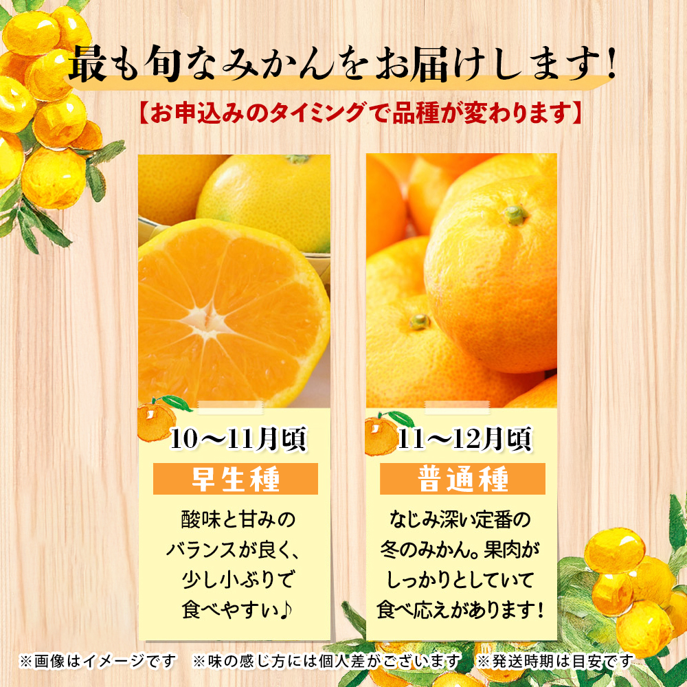 【先行受付】九州・福岡フルーツ王国八女 産地直送！旬のみかん 約10kg【2026年10月～12月頃発送】＜配送不可：北海道・沖縄・離島＞ みかん 旬 早生 レギュラー No.1 産地直送 福岡県 八