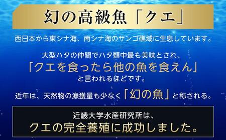 近大クエ鍋セット ( 500g ）こだわりだしぽん酢付き【2025年11月中旬～12月中旬発送】