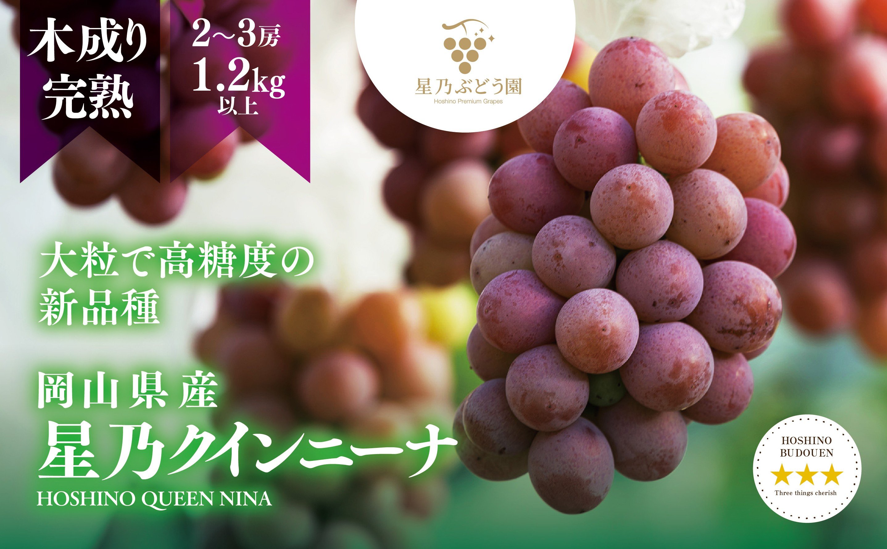
            ＜三つ星ブランド＞星乃クイーンニーナ 数量限定 2房～3房(1.2kg以上)【1601625】
          
