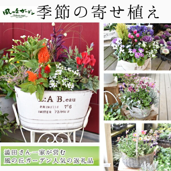 【ふるさと納税】【お手軽ガーデニング】季節の寄せ植え（風の丘ガーデン） ギフト寄せ植え 贈答用寄せ植え 母の日 誕生日 記念