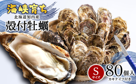 【2025年3月中旬以降発送】海峡育ち 殻付き牡蠣 Sサイズ 80個入り カキナイフ付＜上磯郡漁業協同組合＞ 生牡蠣 かき カキ 貝 海鮮 北海道産牡蠣 カキ 北海道 牡蠣 ふるさと納税牡蠣 牡蠣 産地直送