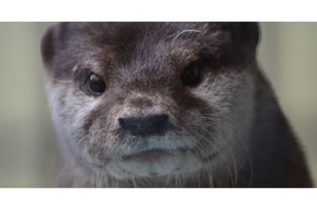 東武動物公園【入園券＋のりもの券10枚綴り（ペア）】　【11246-0237】