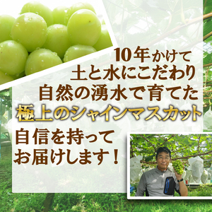 【予約受付】 数量限定 シャインマスカット 2房 約1.2kg 9月から順次発送 【 土と湧水にこだわり 愛情を込めて 育て上げました 】 沼津市 産地直送 朝採り ぶどう 沼津市 静岡 ぶどう ぶど