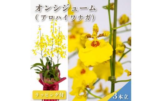 鉢植え オンシジューム ( アロハ イワナガ ) １鉢 ラッピング 有り お花 花 はな フラワー インテリア 鑑賞 洋ラン 鉢 栽培 園芸 ガーデニング 初心者向け 贈答用 プレゼント KN005