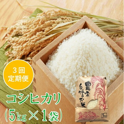 【ふるさと納税】【発送月固定定期便】コシヒカリ 精米 5kg　佐藤全3回【4089319】