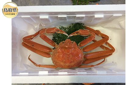 E24-097 【魚倉】足1本なしボイル松葉ガニ訳あり 大 約800g（ボイル前）【期間限定】