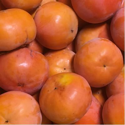 ふるさと納税 五條市 【訳あり】 家庭用　富有柿　約7kg(約22〜32個) |  | 01