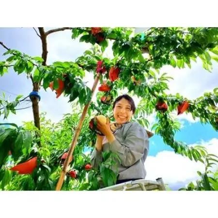 岡山県産 樹熟し白桃 5-8玉(約2kg)【配送不可地域：離島】【1740162】