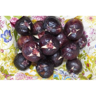 ふるさと納税 岡山市 いちじく　300g×2