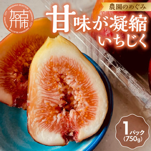 【期間限定】甘味凝縮 いちじく 750g×1【2500C08201】