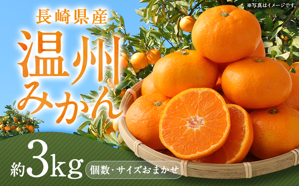 長崎県産 温州みかん 3kg 個数・サイズ おまかせ／ フルーツ 果物 くだもの 果実 ミカン 蜜柑 柑橘 長崎県 長崎市 川口農園 アフター保証 【2026年11月下旬-2027年1月下旬発送予定】