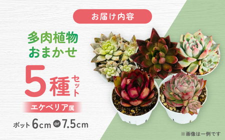 多肉植物 初心者さんも育てやすい エケベリア おまかせ 5種セット / 植物 インテリア 苗 自然 ナチュラル 緑 置物 初心者 栽培 【mucca】[ATHD001]