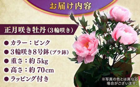 【米子髙島屋選定品】日本庭園由志園　正月咲き牡丹（3輪咲き）島根県松江市/株式会社JU米子髙島屋[ALFD009] 庭園 パスポート