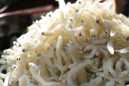 定期便 しらす干し (1kg×4か月) 天然 ふっくら 大洗 名産 しらす シラス 魚 さかな 魚介 離乳食