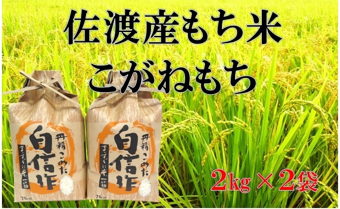 
                  【佐渡産 もち米 こがねもち】精米2kg×2袋 計4kg 笹川金山の水で栽培 | 新潟県産こがねもち 新潟産こがねもち 佐渡産こがねもち こがねもち 黄金餅 もち米 もちごめ もち精米 お米 米 精米 おこめ コメ 4キロ 餅 お餅 赤飯 おこわ にいがた さど 新潟県 佐渡市
                