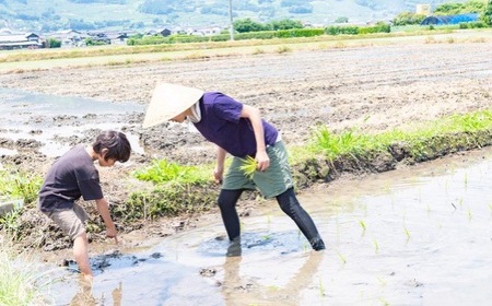 P439-05 ぶんぶんファーム 自然栽培 ひのひかり 玄米 5kg 2023年11月1日～2024年7月末お届け