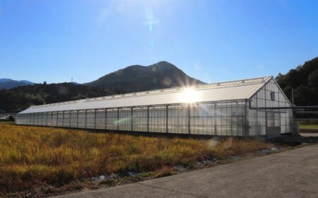 【12月～7月頃発送】訳あり ミニトマト・フルティカ ＜約1.2kg＞フルーツトマト 訳あり ワケあり 規格外  ましまファーム  アイメック☆栽培