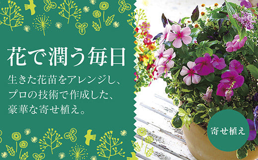 
            C028 ありきたりな寄せ植えに満足できない方へ [花うるる おまかせ 寄せ植え] テラ(玄関 完成品 女性 ギフト 鉢植え 冬 春 珍しい 苗 プレゼント
          