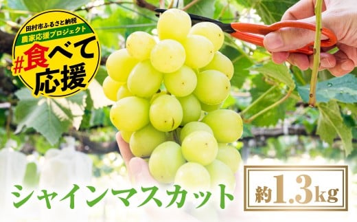 ＼期間限定価格／ 【 先行予約 10月より順次発送 】 シャインマスカット 1.3kg 冷蔵 種無し 種なし ぶどう 品種 果物 甘い 巨峰 美味しい 希少 人気 ランキング おすすめ イチオシ 福島県 田村市 ふくしま 福島 鈴木農園