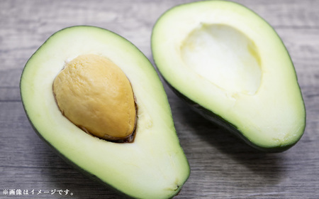 【数量限定】アボカド 苗木 Bタイプ (台木/接ぎ木：ベーコン種) 1本 5号～6号 鉢下から約30cm 観葉植物 水俣産 熊本県産 グリーン 観葉 植物 アボカド ギフト 贈り物 御歳暮 お歳暮 特