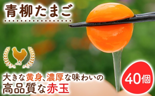 青柳たまご40個