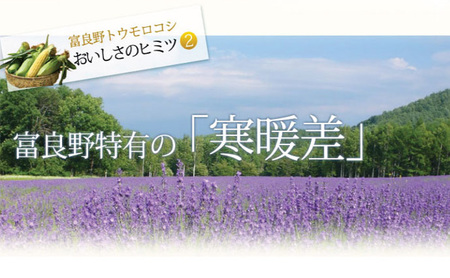 【2024年8月下旬～発送】北海道 富良野産 生で食べられる とうもろこし【恵味（めぐみ）】 2Lサイズ 5本 (スイートベジタブルファクトリー) とうもろこし とうきび コーン 野菜 新鮮 甘い ジ