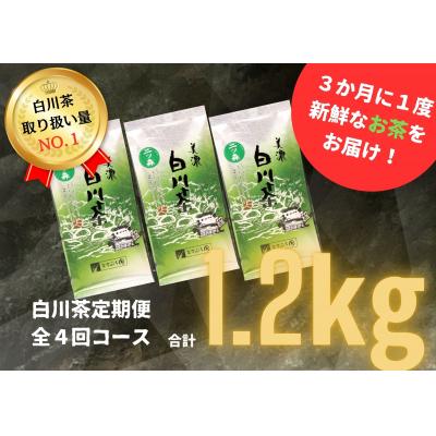 ふるさと納税 白川町 白川茶定期便　全4回コース