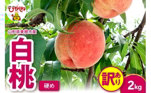 2026年産 【訳あり】白桃（硬め） 2kg 山形県 東根市 hi082-056